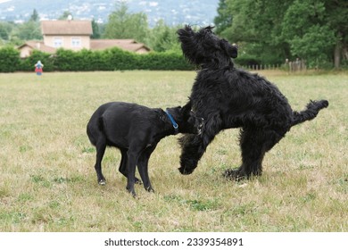 2 funny black dogs playing violently together  in a park in summer near Lyon, France. There are one riesenschnauzer and a mixed dog.