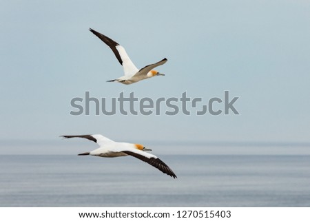 2 Gannets Flying