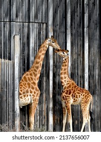 2 Giraffes Kissing Tenderly In The Zoo Of The Parc De La Tête D'or In Lyon. It’s Spring!