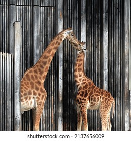 2 Giraffes Kissing Tenderly In The Zoo Of The Parc De La Tête D'or In Lyon. It’s Spring!