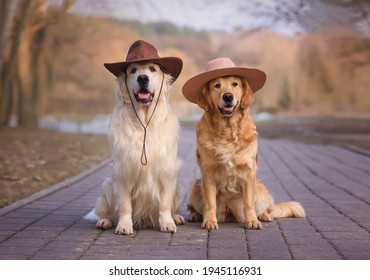 2 golden retriever dogs sitting on a road  in hats at sunset autumn spring
