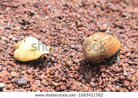 2 hermit crabs in orange shells, walking on orange pebbles at the beach