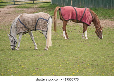 2 Horses In Horse Blankets In A Paddock