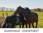 2 horses scratching each other