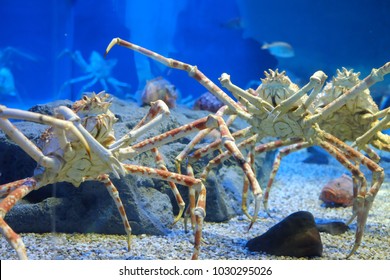 2 Japanese Spider Crabs In Kaiyukan Aquarium, Osaka, Japan