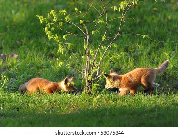 6,216 Kit Foxes Images, Stock Photos & Vectors | Shutterstock