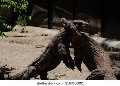 2 Komodo Dragons Are Fighting For The Female