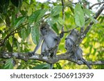 2 Long Tailed Macaque - Male and Female (Macaca Fascicularis, Crab Eating Macaque, Cynomolgus Macaque, Kera) in tree, on the Kinabatangan River, Sandakan, Sabah, Malaysia (Borneo)