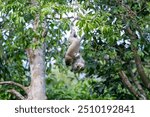 2 Long Tailed Macaques Fighting (Macaca Fascicularis, Crab Eating Macaque, Cynomolgus Macaque, Kera) in tree, on the Kinabatangan River, Sandakan, Sabah, Malaysia (Borneo)