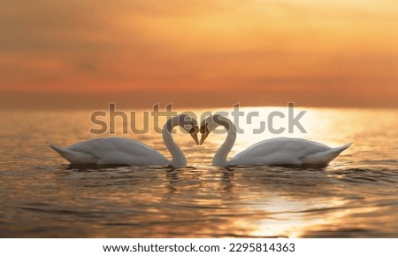 2 majestic white swans (Cygnus olor) swim in the glassy waters of the Baltic Sea in front of a stunning orange sunset. The swans are facing each other and form a heart