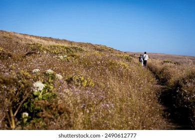 2 male hikers walking along Tomales Point trail, surrounded by dry yellow grasses on a sunny day at Point Reyes National Seashore, Marin County, California