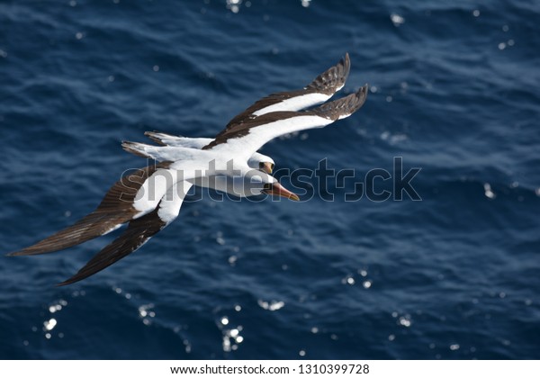 2 masked booby flying\
together