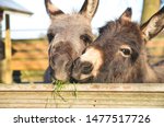 2 miniature donkeys cuddling while they are eating grass.
