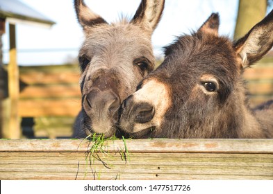 2 миниатюрных осла обнимаются, пока едят траву.