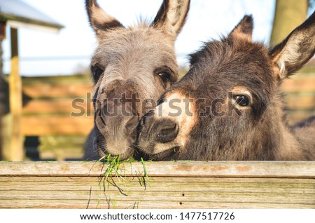 2 miniature donkeys cuddling while they are eating grass.