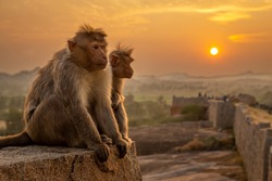 2 Monkeys Watching The Sunset In Hampi, India