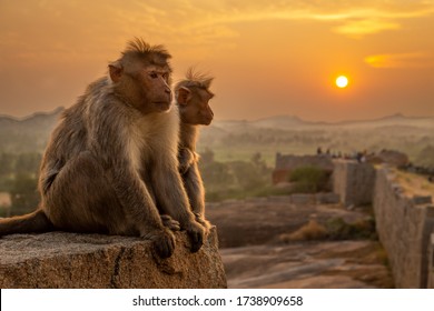 2 monkeys watching the sunset in Hampi, India