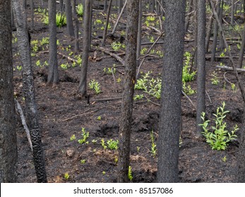 2 month after the forest fire: new green is already sprouting among charred logs.