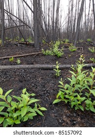 2 month after the forest fire: new green is already sprouting among charred logs.