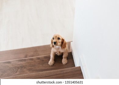 2 month old cute english cocker spaniel puppy on the stairs, indoors. Having fear