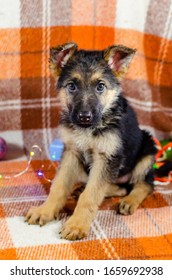 2 month old dog with toys. German Shepherd puppy on a checkered color background. A puppy is looking at camera. Too cute
