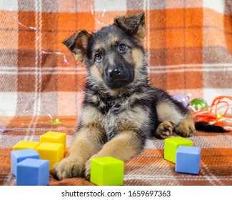 2 month old dog with toys. German Shepherd puppy on a checkered color background. A puppy is looking at camera. Too cute