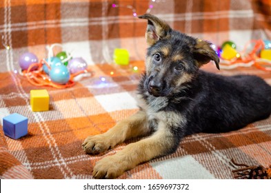 2 month old dog with toys. German Shepherd puppy on a checkered color background. A puppy is looking at camera. Too cute