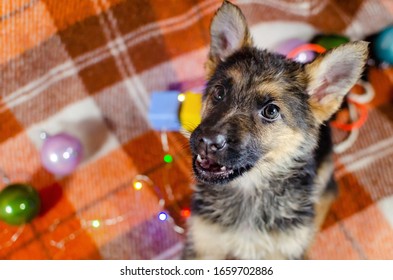 2 Months Old German Shepherd Puppy Images Photos Et Images Vectorielles De Stock Shutterstock