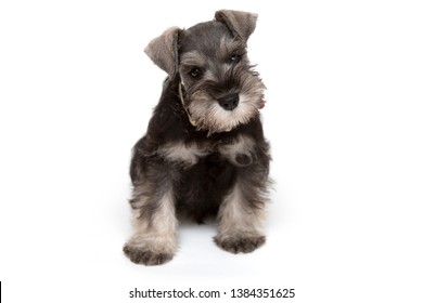 1,250 Old schnauzer Images, Stock Photos & Vectors | Shutterstock