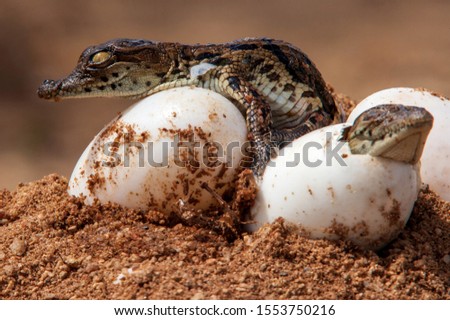 2 Nile Crocodiles hatching out of egg newborn