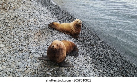 2 Northern Sea Lions Kamchatka