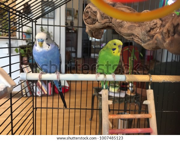 bird cage for 2 parakeets