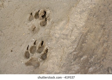 2 Pawprints Of A Dog In Mud