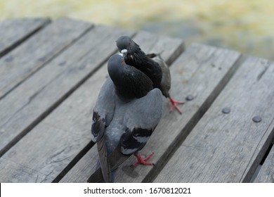 2 pigeon bird Fighting Controversial food