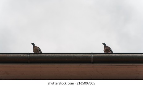 4,355 Pigeon Sitting On Building Images, Stock Photos & Vectors ...