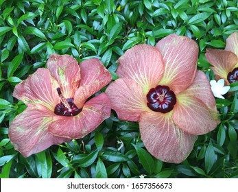 2 Pretty Hibiscus Flowers (Talipariti Tiliaceum) On A Bush