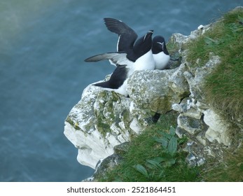 2 puffins on cliff face