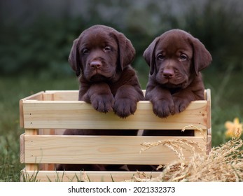 box of chocolate puppies