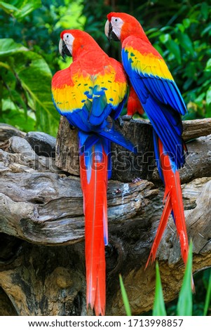 2 Red blue parrot gnawing on the tree