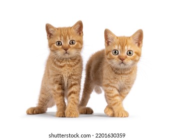 2 gatitos rojos británicos