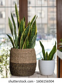 2 Sansevieria, Snake Plant In Pot