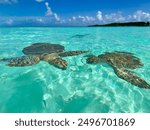 2 sea turtles swimming in Exuma Bahamas