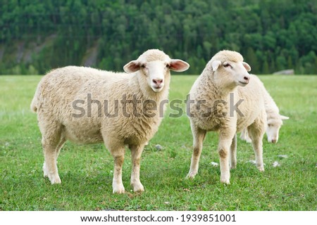 2 sheep on a green pasture next to a background landscape