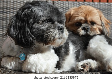 2 Shih Tzu Dogs Relaxing In The Sun