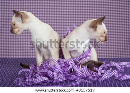 2 Siamese kittens looking away from each other, on purple settings
