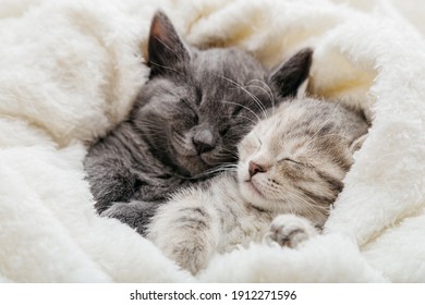 2 sleepy kittens with paws sleep comfortably in white blanket. Family couple cats resting together. Two gray and tabby beautiful domestic kitten in love hugging. - Powered by Shutterstock