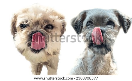 2 small fluffy shih tzu dogs are staring at food and making eye contact to beg for something and licking their noses