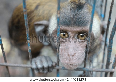 2 small monkeys in cages at an animal market in Yogyakarta