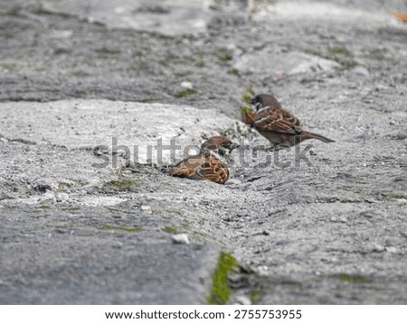 2 sparrows playing on the cement floor 