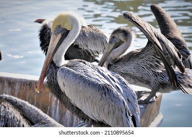 2 Species Of Pelicans At Galveston, TX